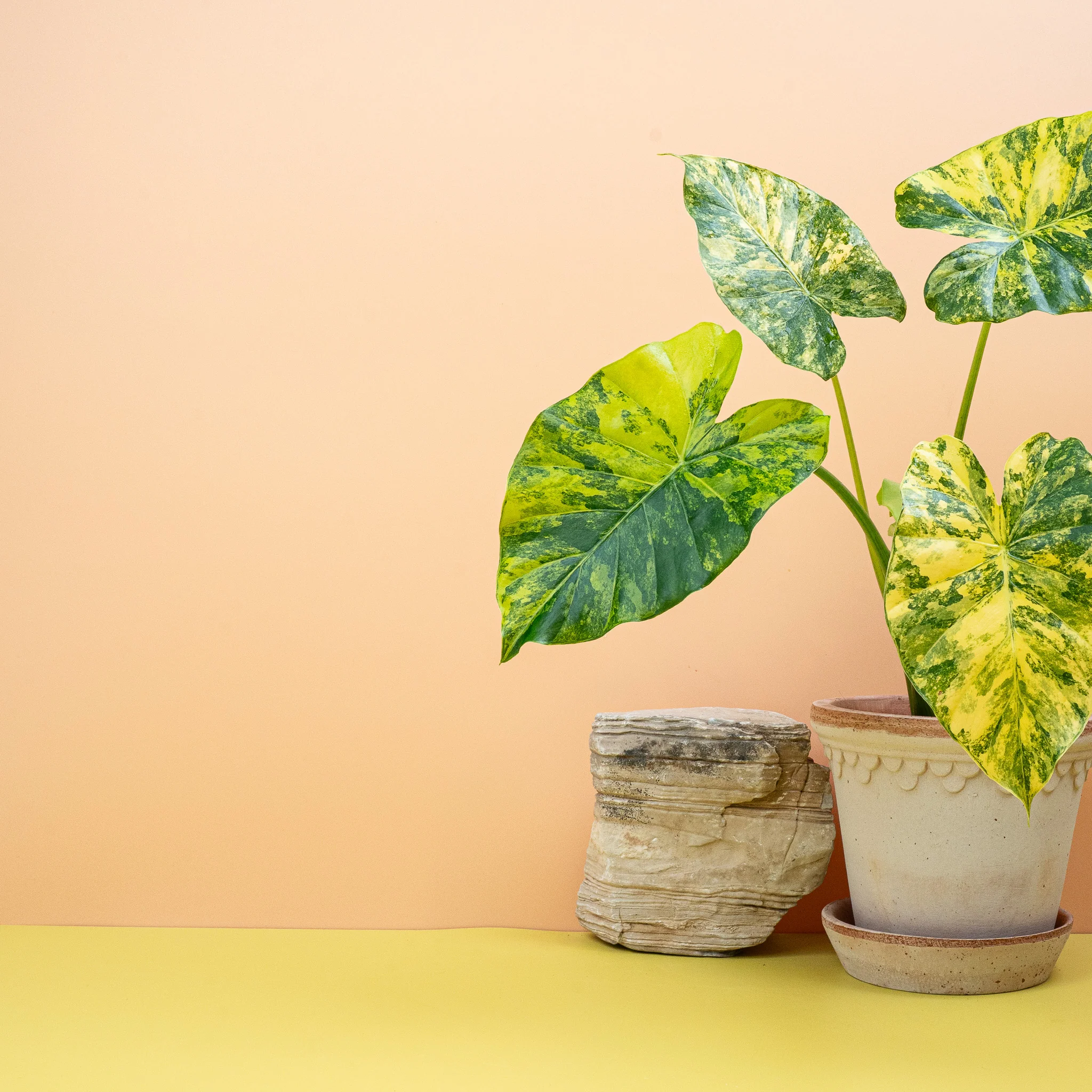 ALOCASIA MACRORRHIZA VARIEGATA AUREA - Image 4
