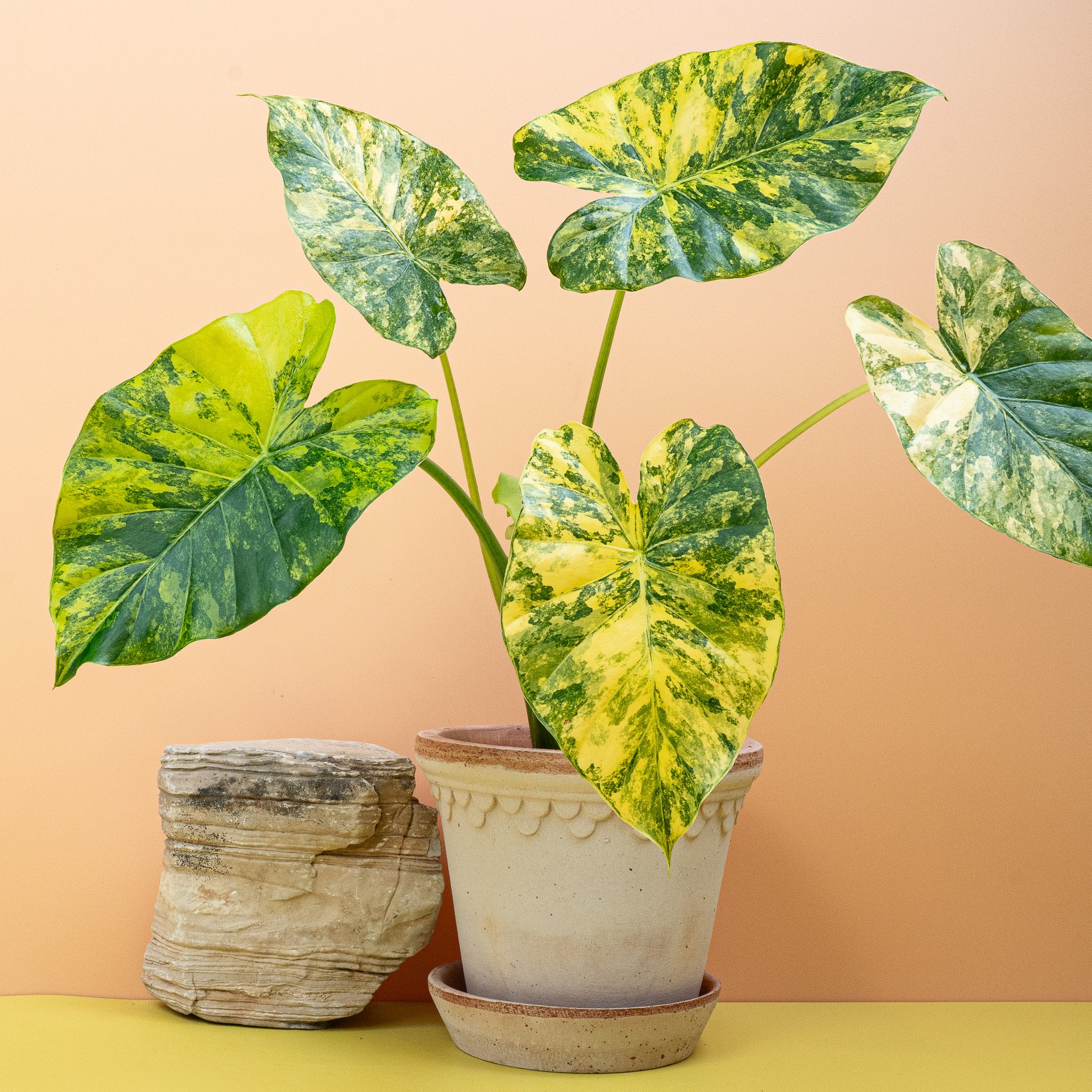 ALOCASIA MACRORRHIZA VARIEGATA AUREA - Image 5