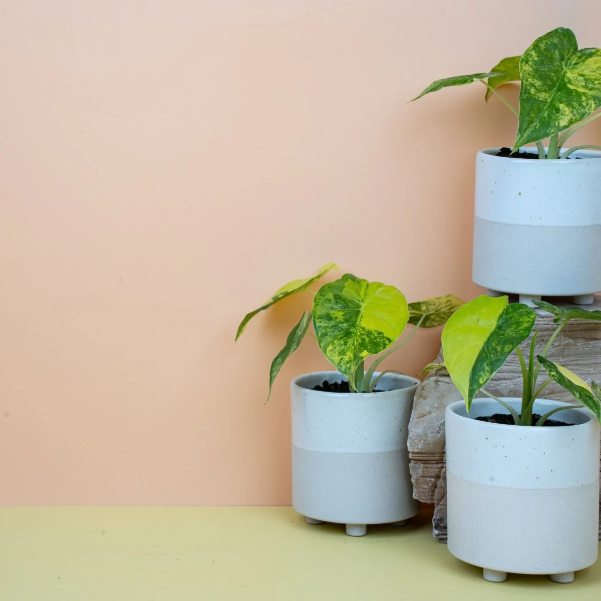 ALOCASIA MACRORRHIZA VARIEGATA AUREA - Image 7