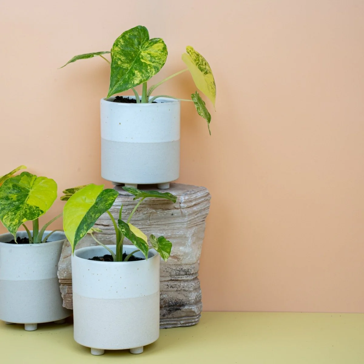 ALOCASIA MACRORRHIZA VARIEGATA AUREA - Image 8