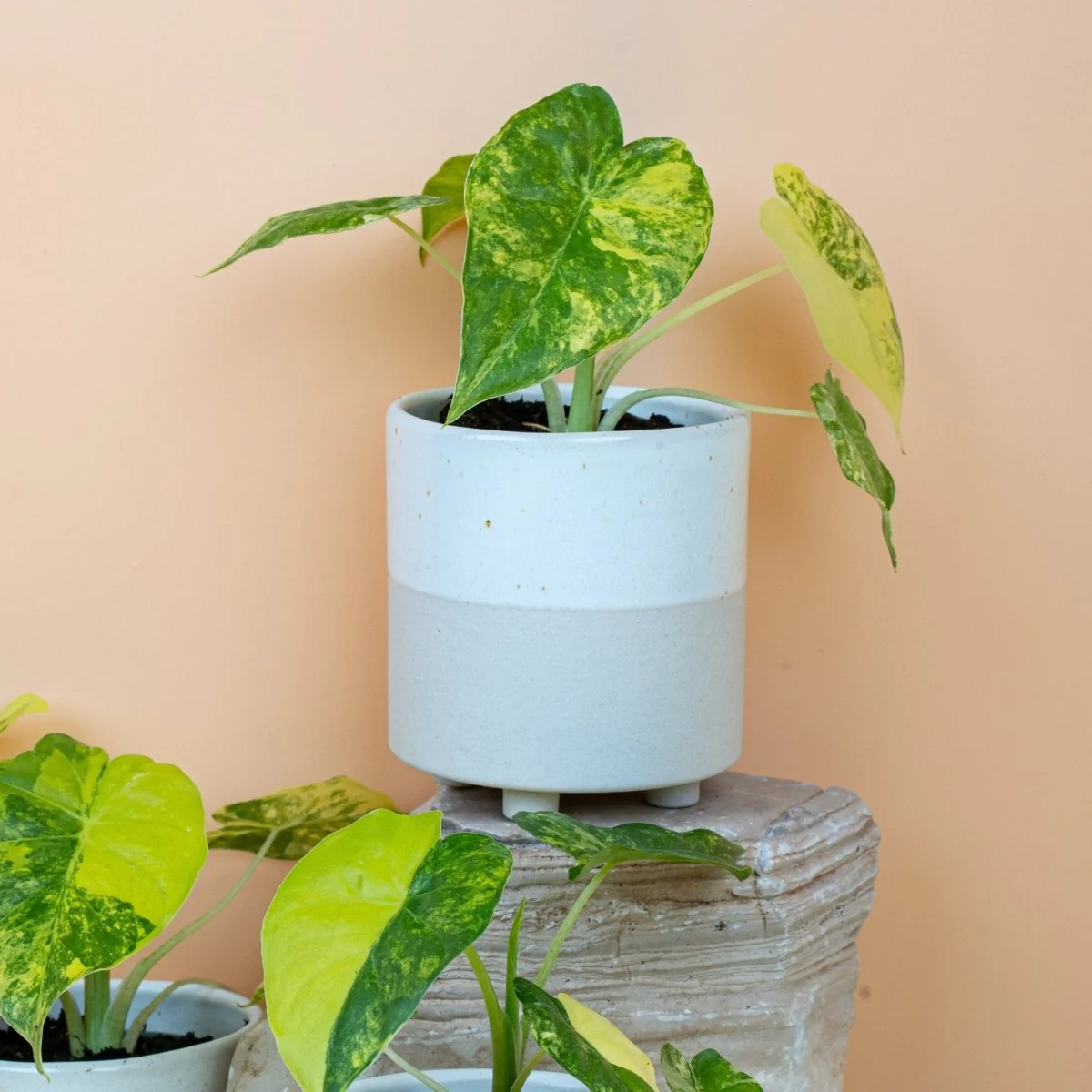 ALOCASIA MACRORRHIZA VARIEGATA AUREA - Image 9