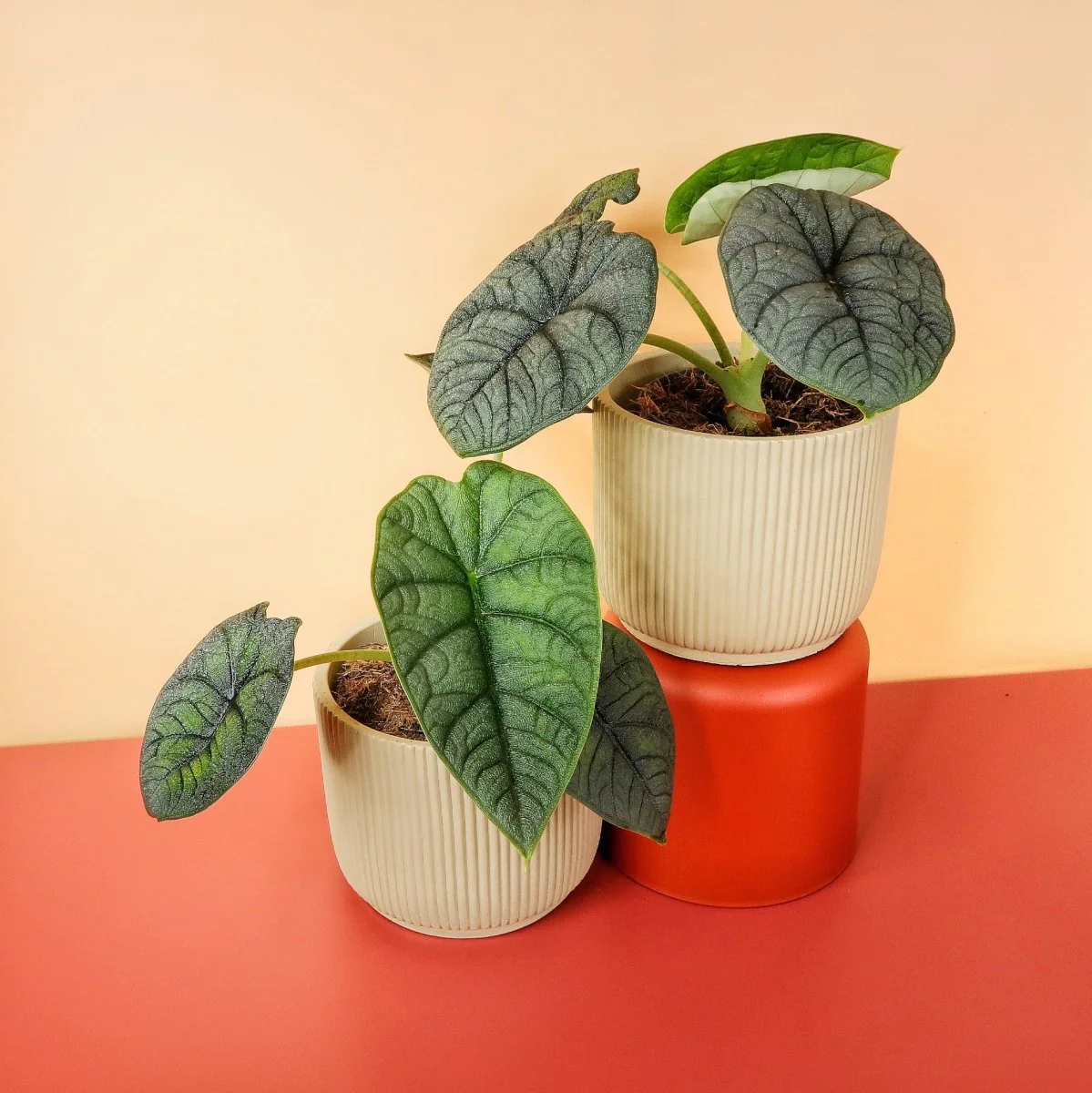 ALOCASIA MELO - Image 5