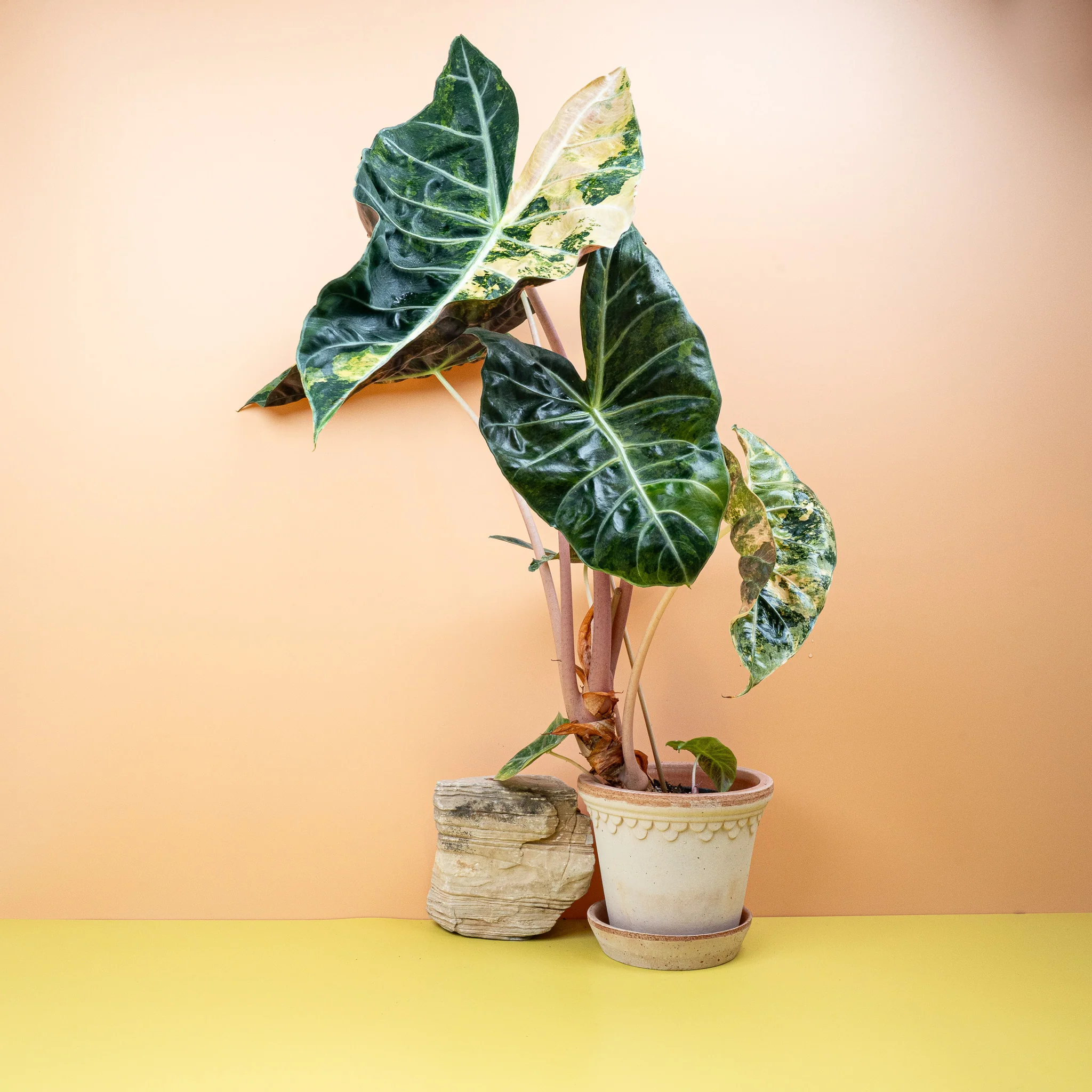 ALOCASIA NAIROBI NIGHTS VARIEGATA