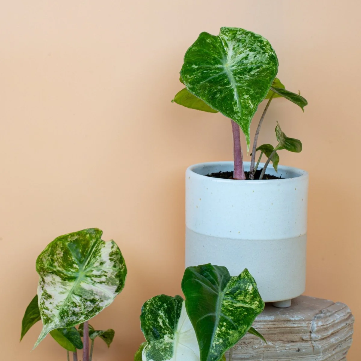 ALOCASIA NAIROBI NIGHTS VARIEGATA - Image 10