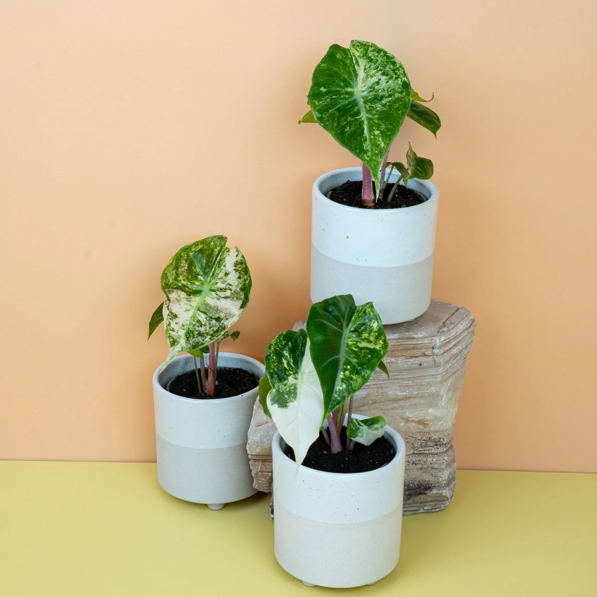 ALOCASIA NAIROBI NIGHTS VARIEGATA - Image 11