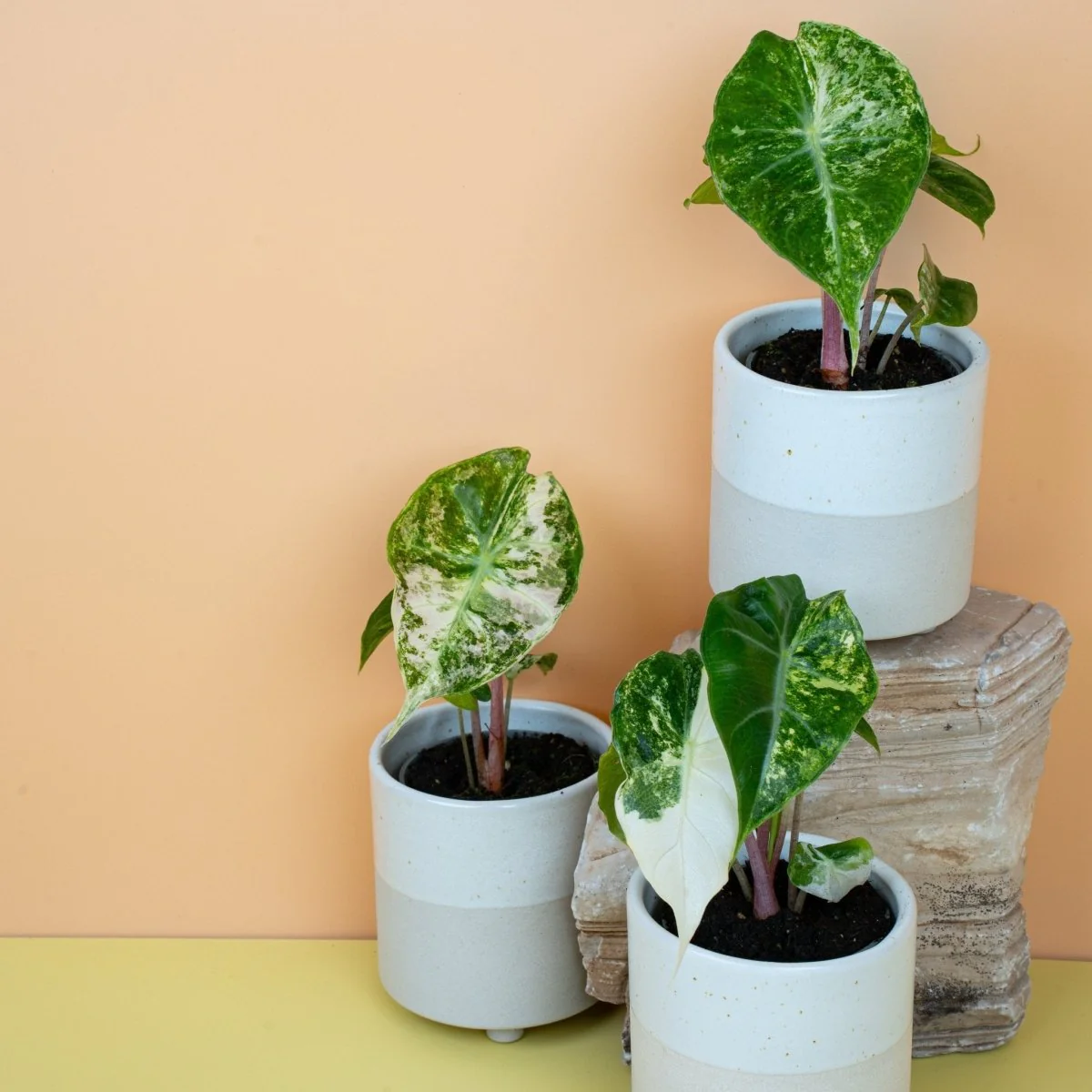 ALOCASIA NAIROBI NIGHTS VARIEGATA - Image 12
