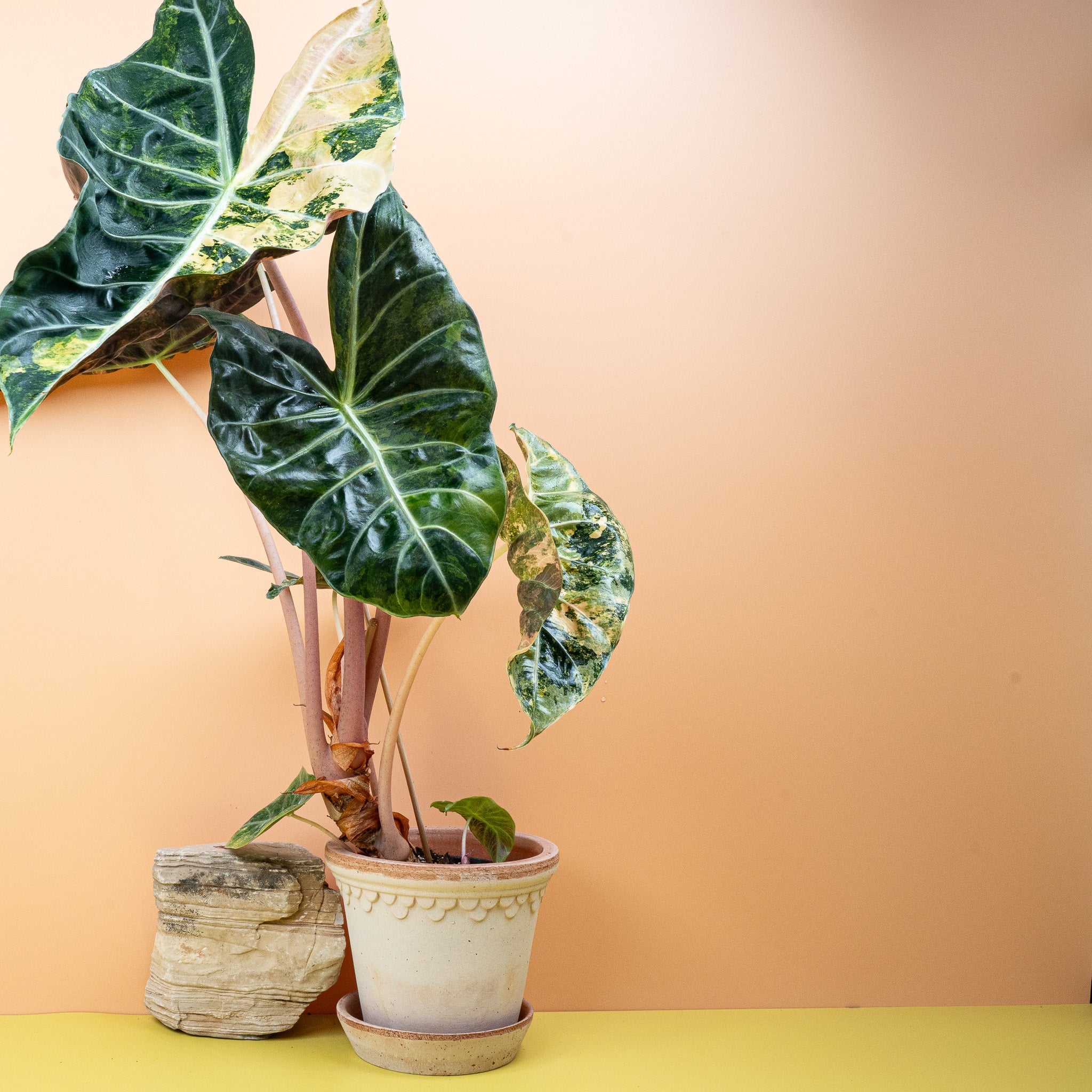 ALOCASIA NAIROBI NIGHTS VARIEGATA - Image 2
