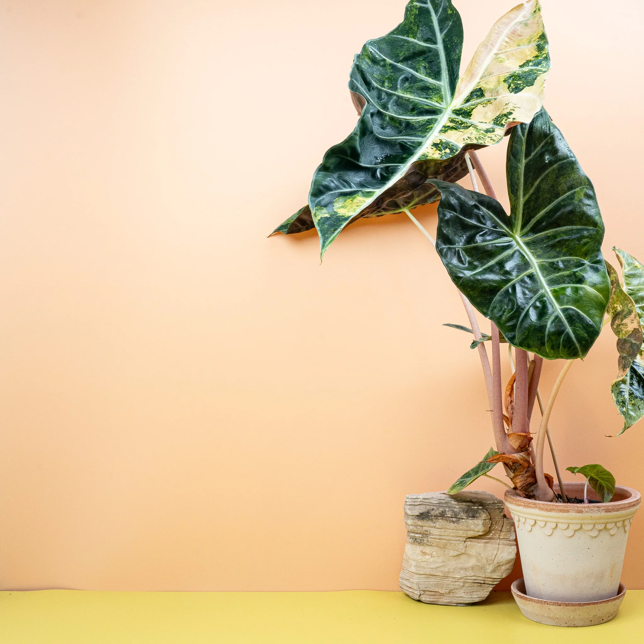 ALOCASIA NAIROBI NIGHTS VARIEGATA - Image 3