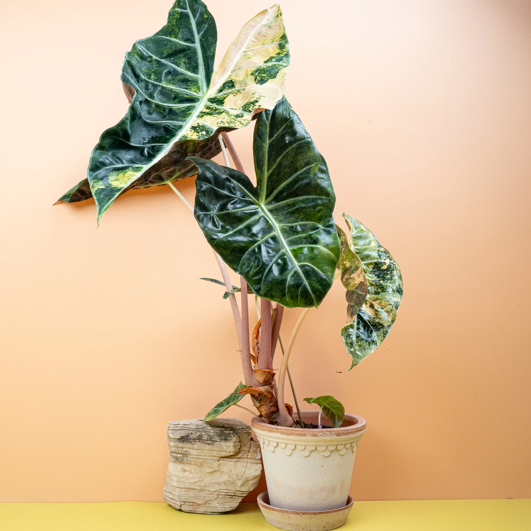 ALOCASIA NAIROBI NIGHTS VARIEGATA - Image 4
