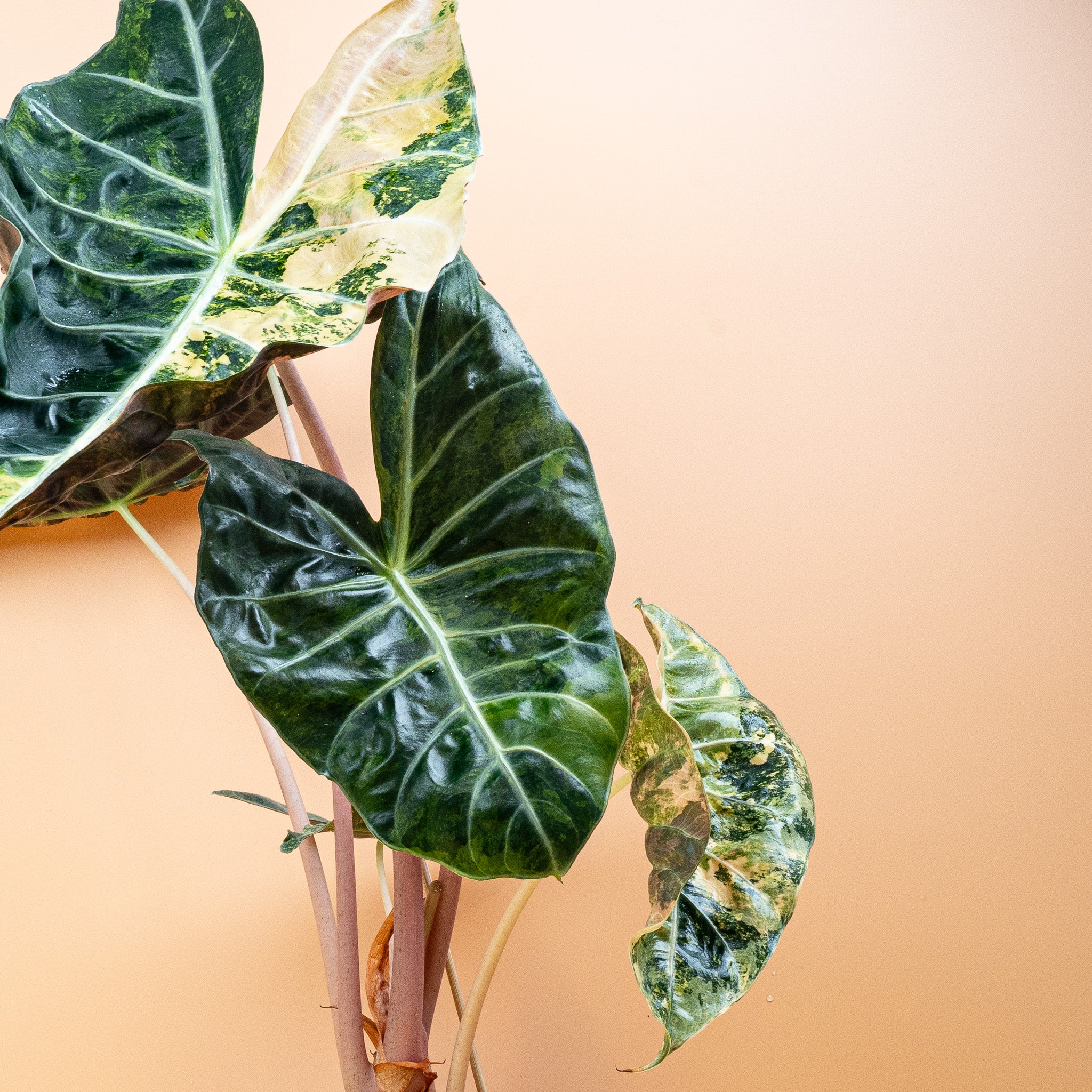 ALOCASIA NAIROBI NIGHTS VARIEGATA - Image 5