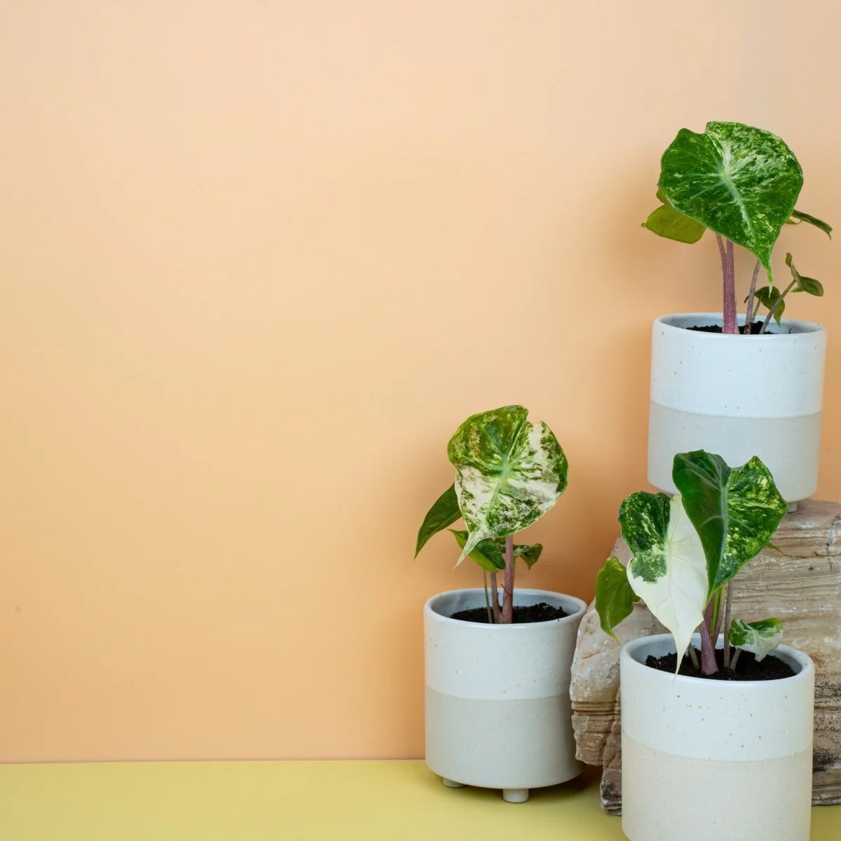 ALOCASIA NAIROBI NIGHTS VARIEGATA - Image 7