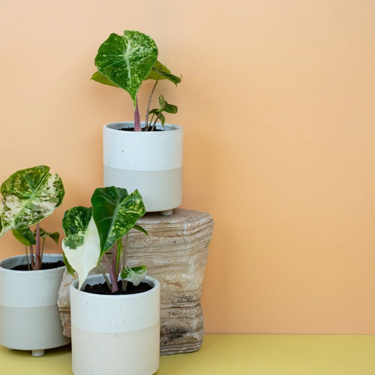 ALOCASIA NAIROBI NIGHTS VARIEGATA - Image 8