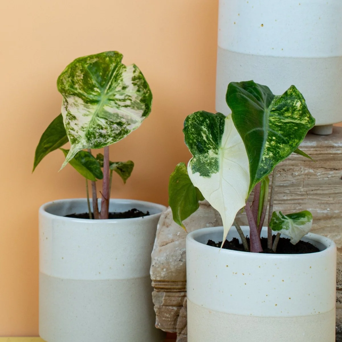 ALOCASIA NAIROBI NIGHTS VARIEGATA - Image 9