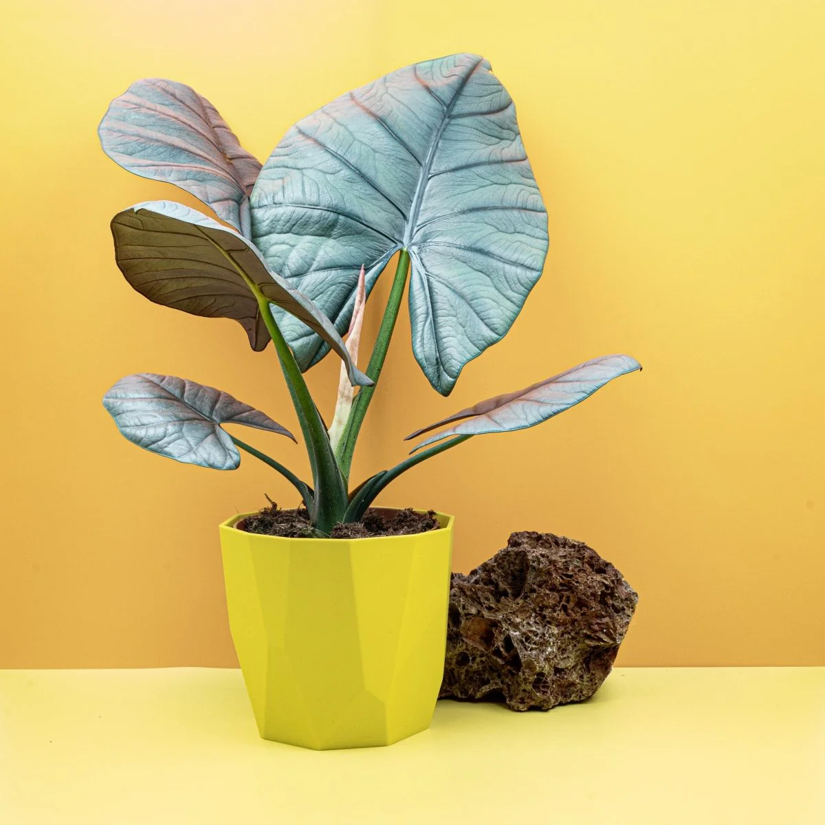 ALOCASIA NEBULA ELAINE