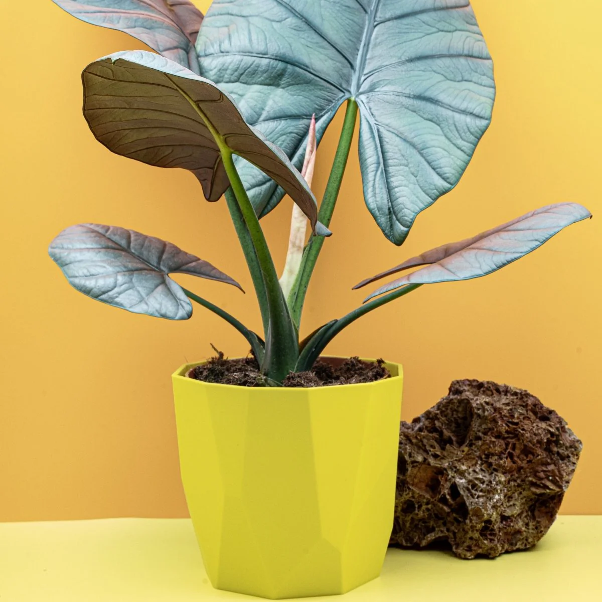 ALOCASIA NEBULA ELAINE - Image 2