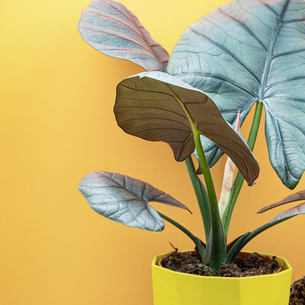 ALOCASIA NEBULA ELAINE - Image 3