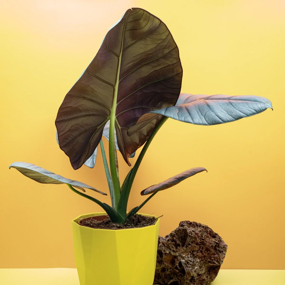 ALOCASIA NEBULA ELAINE - Image 5
