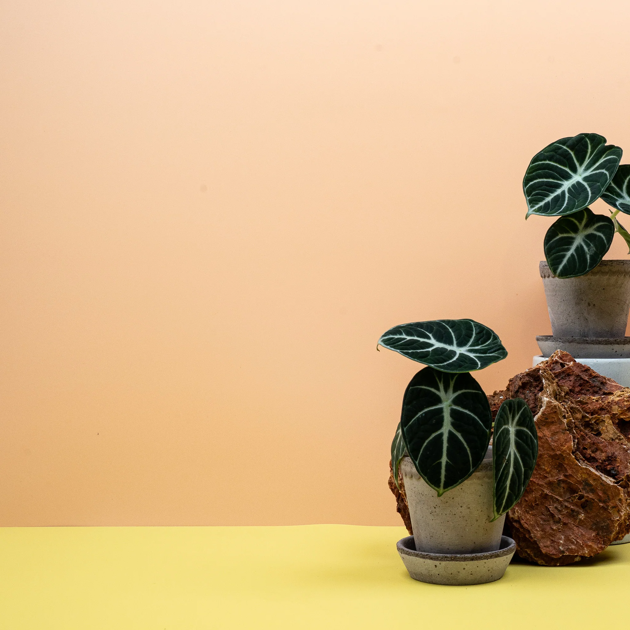 ALOCASIA NINJA - Image 12