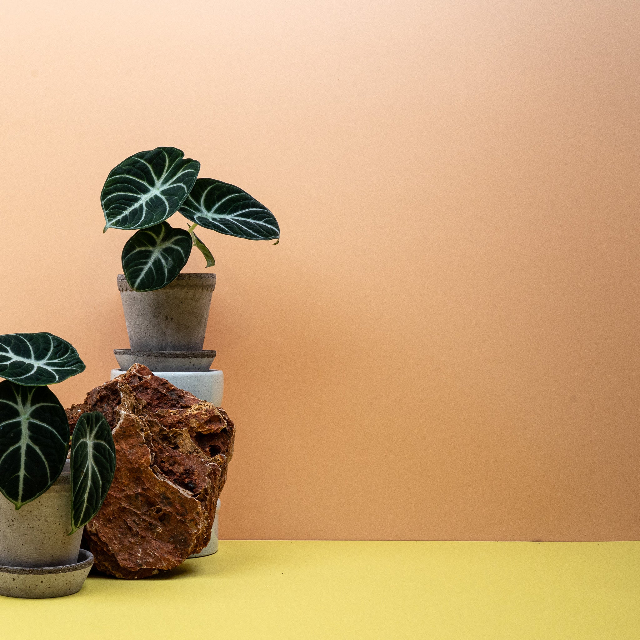 ALOCASIA NINJA - Image 13