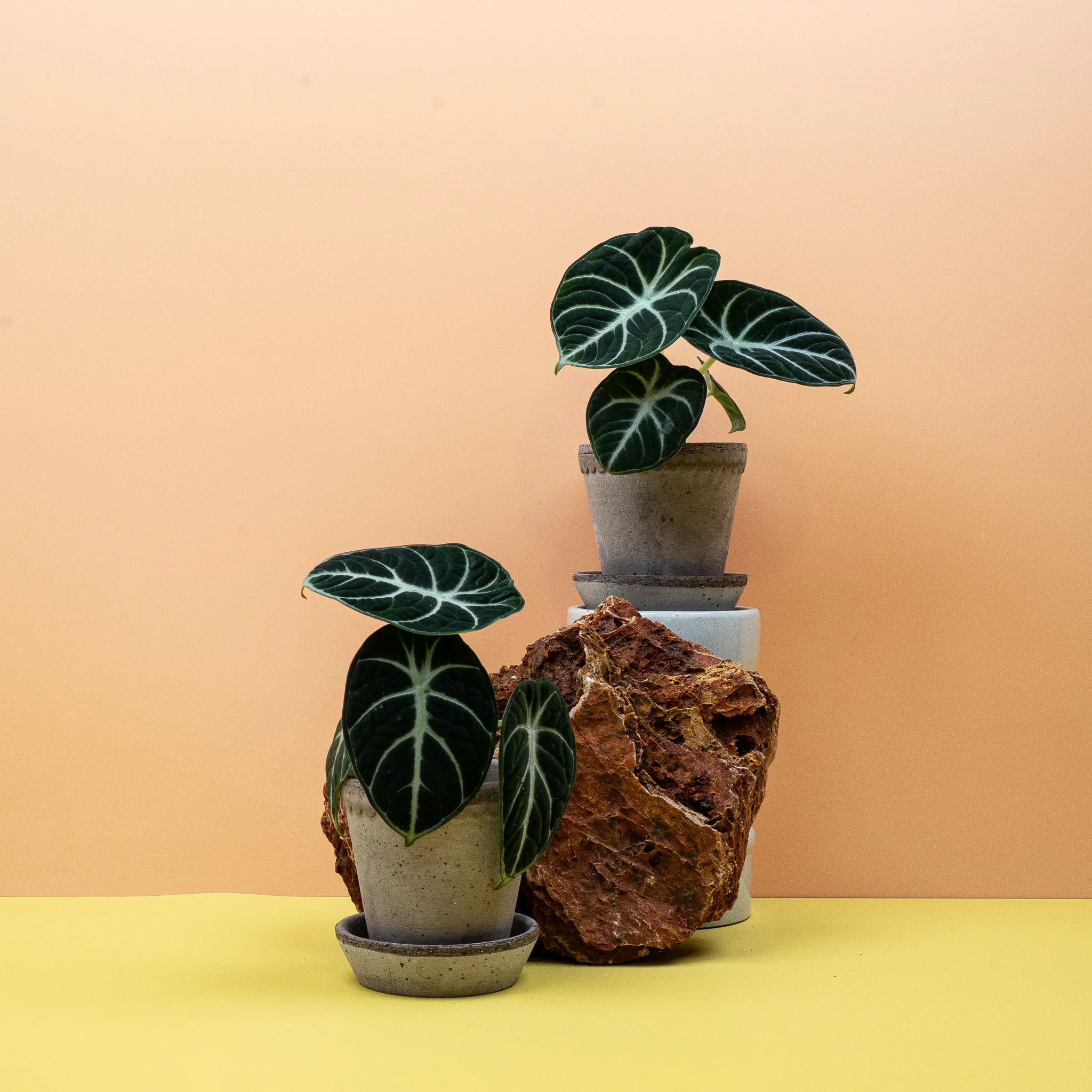 ALOCASIA NINJA - Image 14