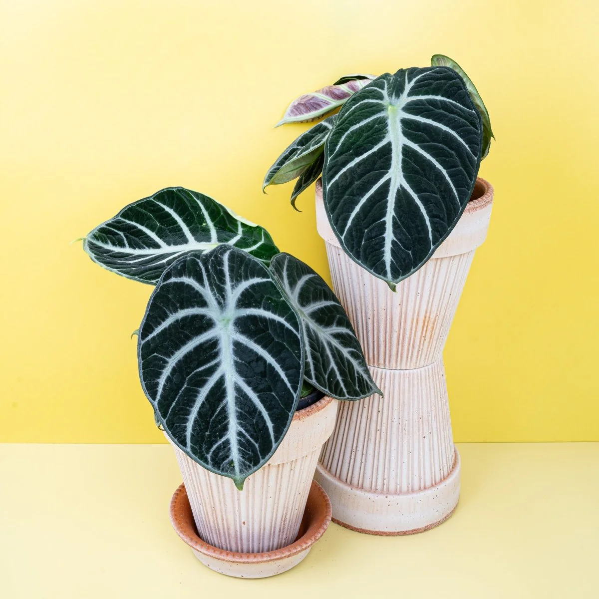ALOCASIA NINJA - Image 5