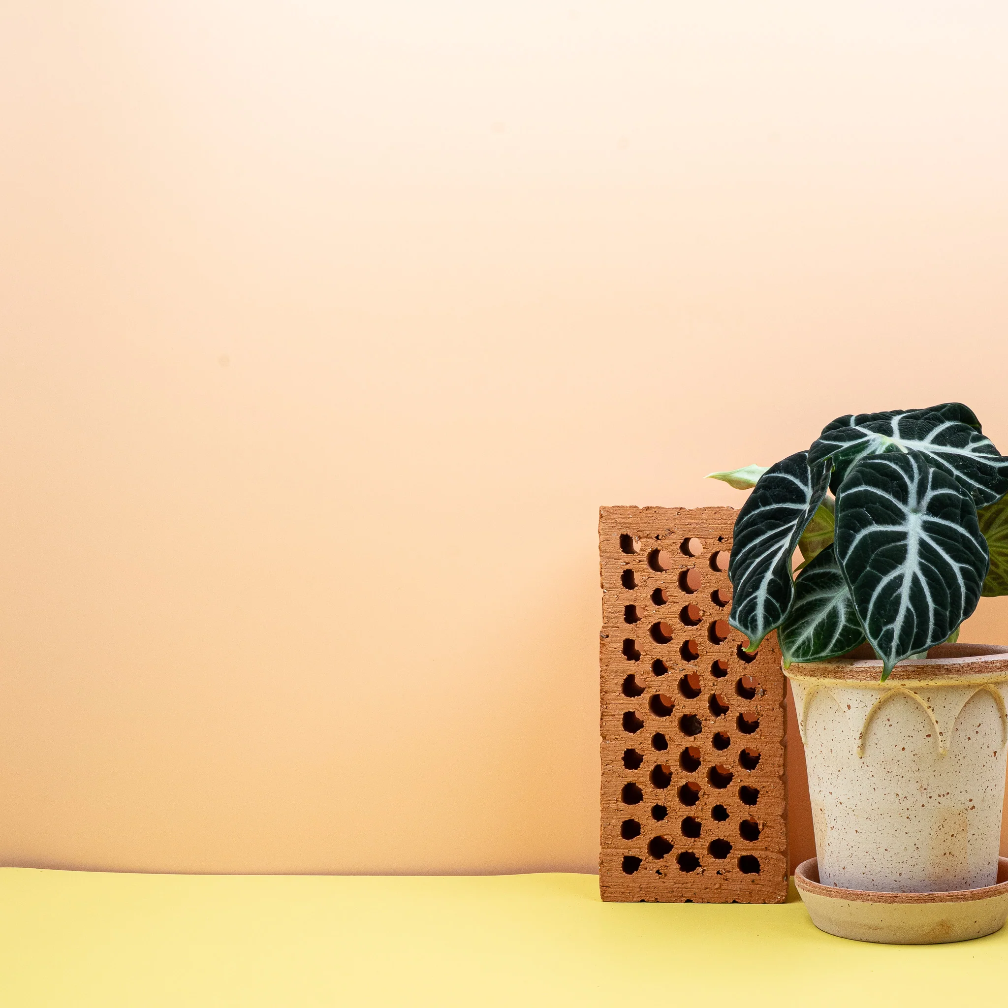 ALOCASIA NINJA - Image 9