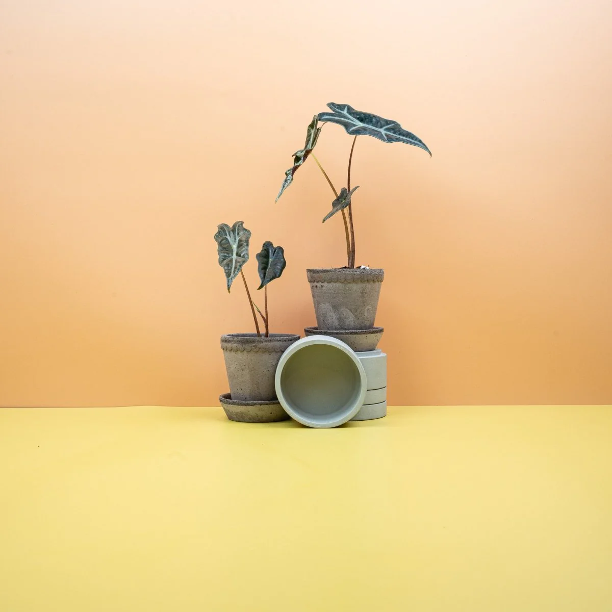 ALOCASIA NOBILIS