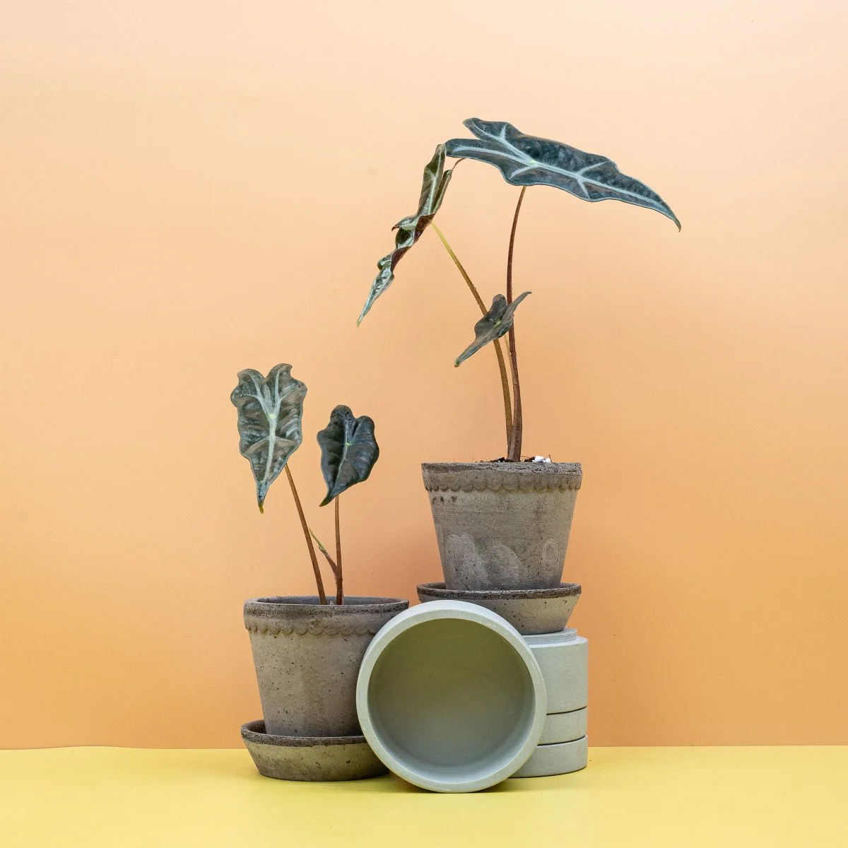 ALOCASIA NOBILIS - Image 5