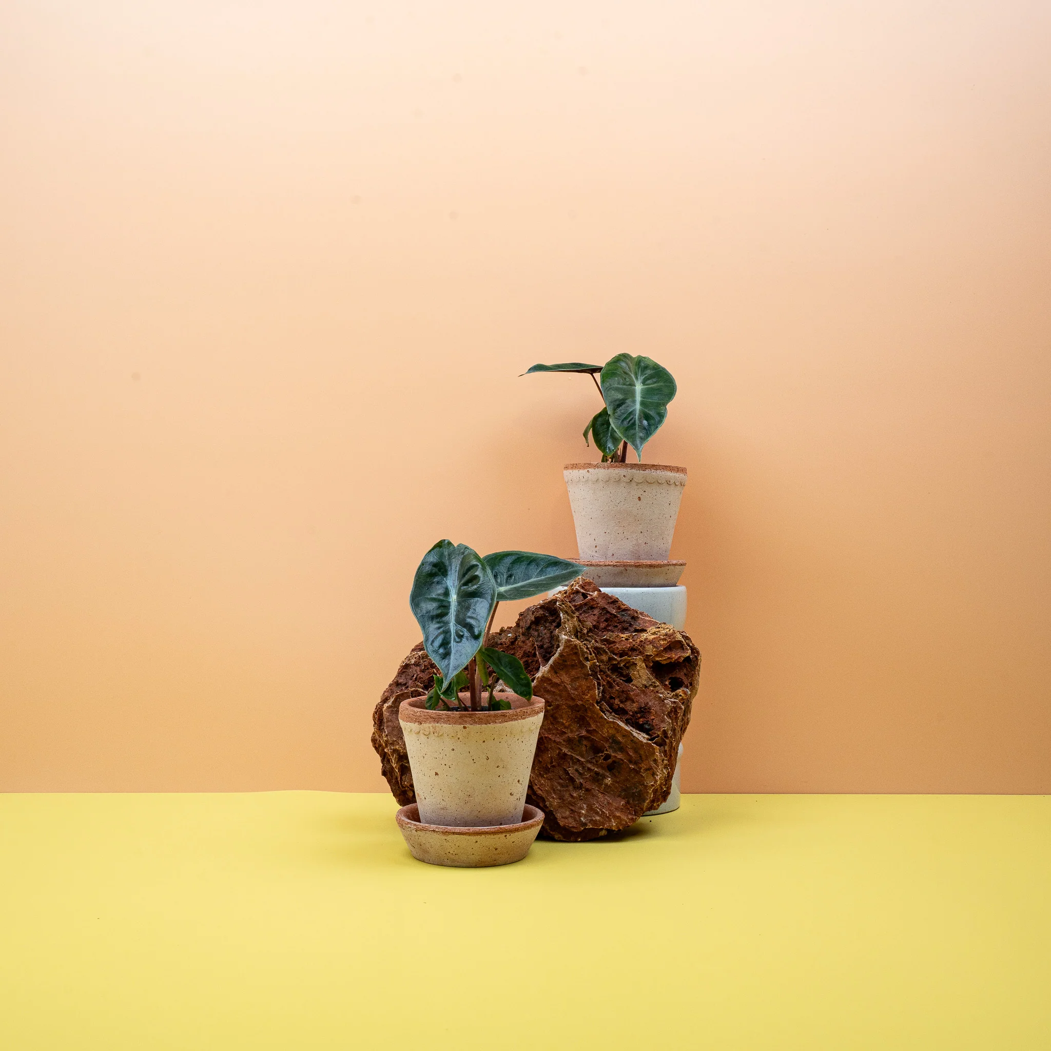 ALOCASIA PINK DRAGON - Image 6