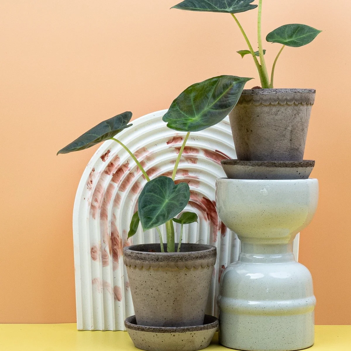 ALOCASIA REGAL SHIELD - Image 10