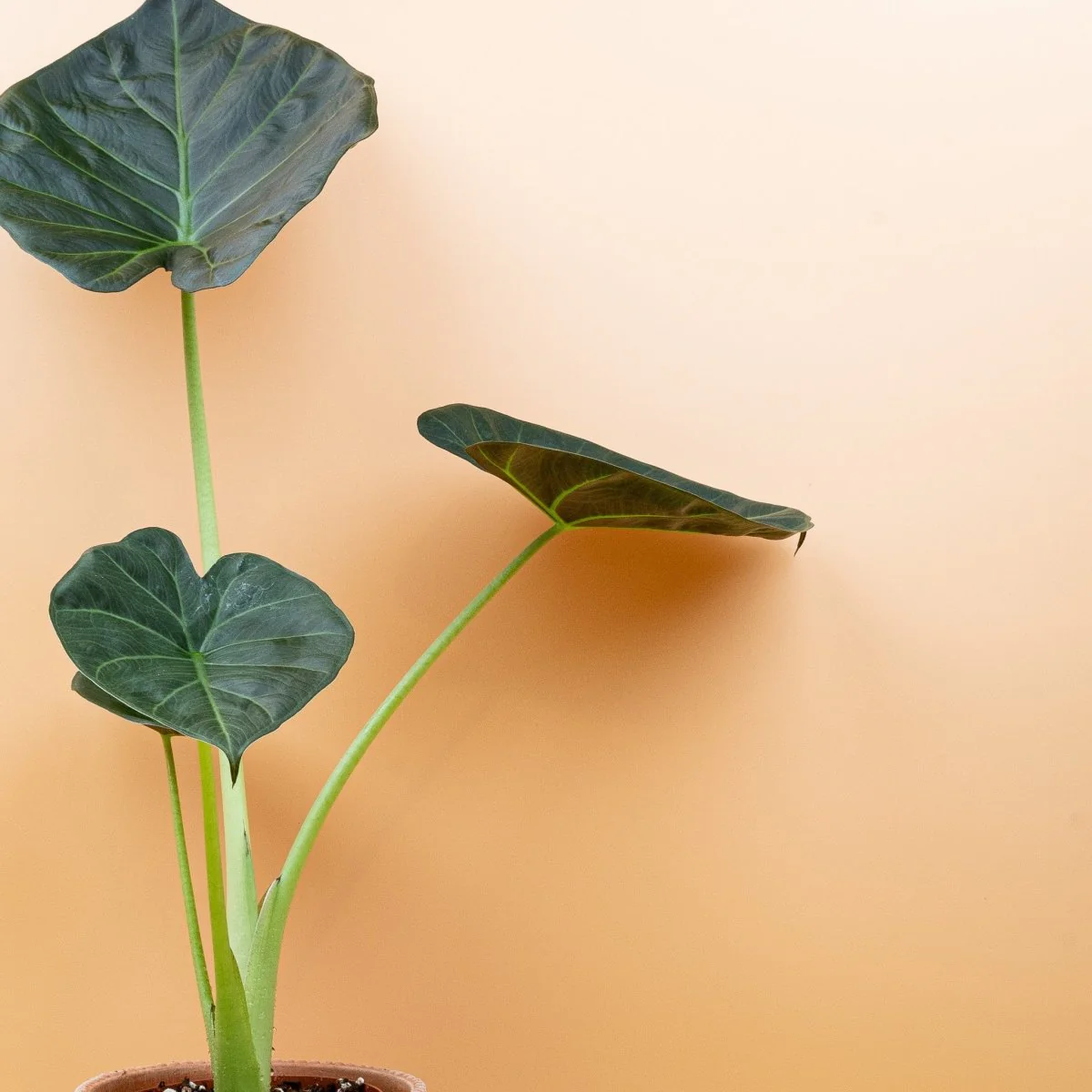ALOCASIA REGAL SHIELD - Image 4