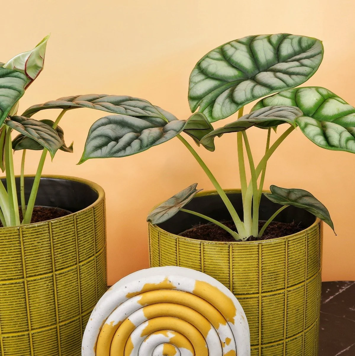 ALOCASIA SILVER DRAGON - Image 5