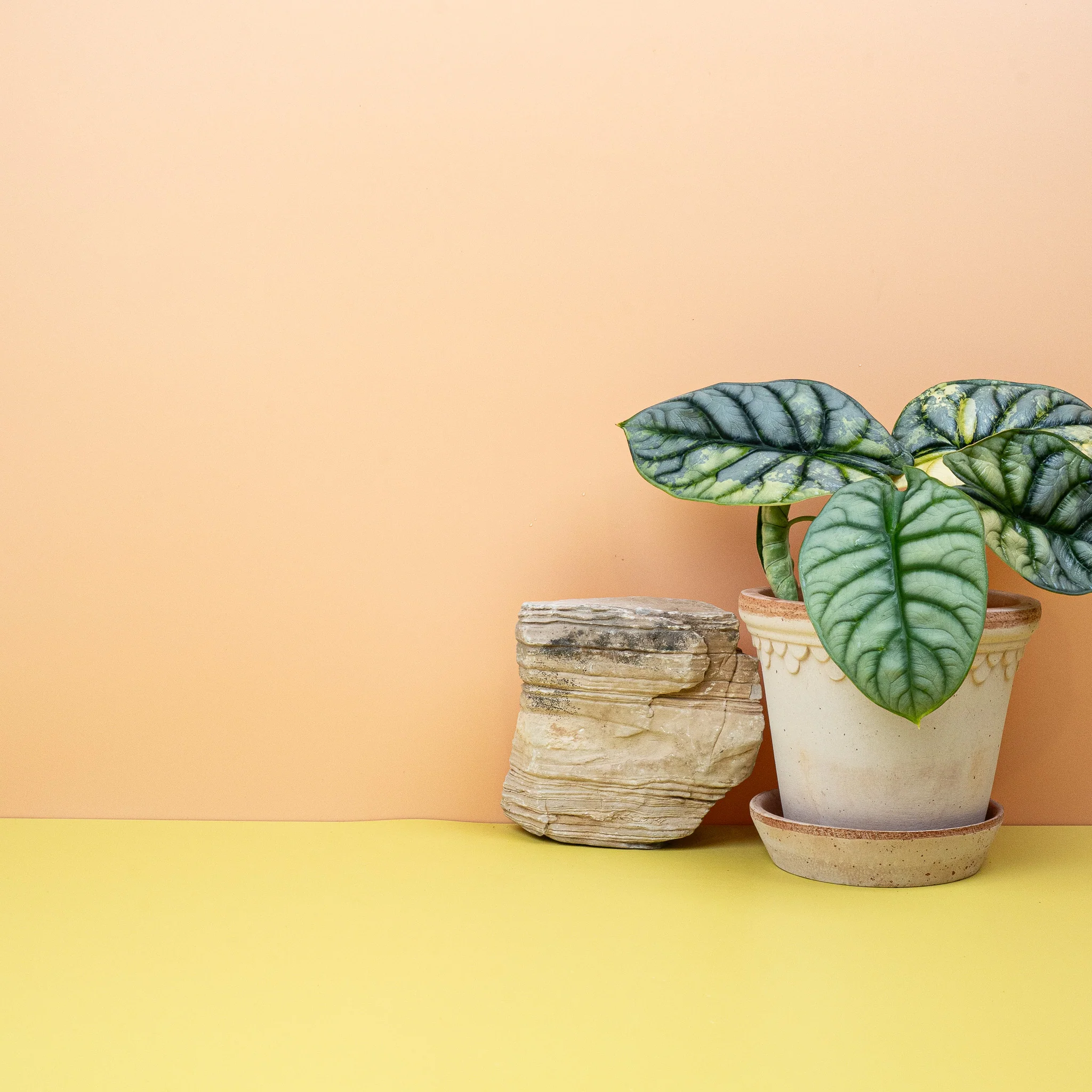 ALOCASIA SILVER DRAGON VARIEGATA - Image 3