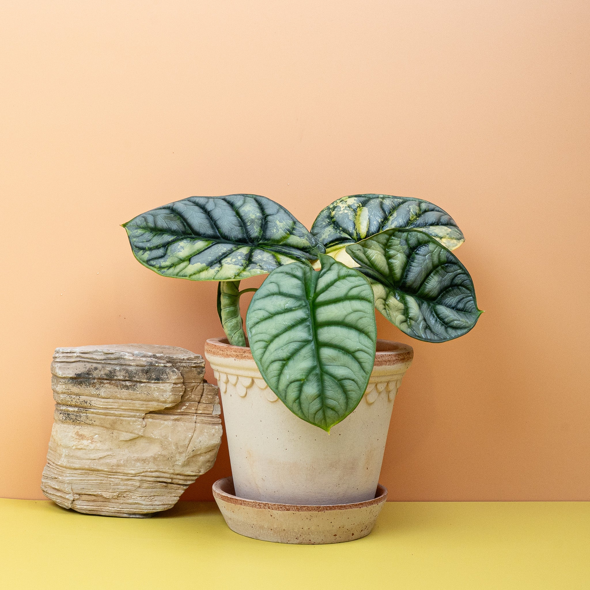 ALOCASIA SILVER DRAGON VARIEGATA - Image 5