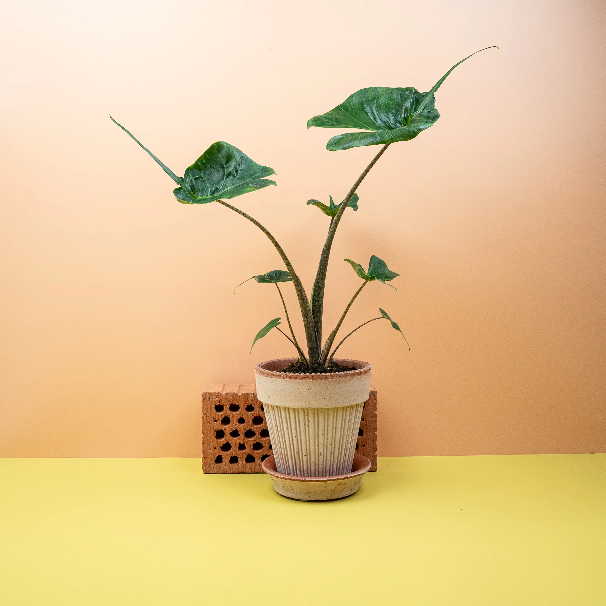 ALOCASIA STINGRAY