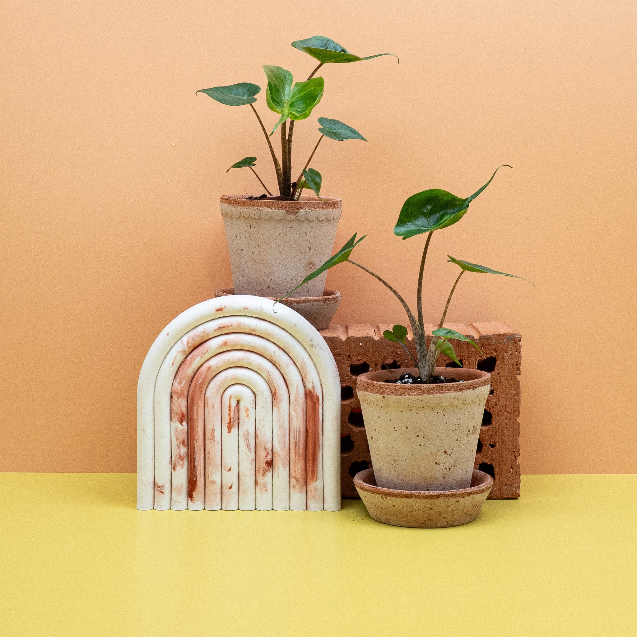 ALOCASIA STINGRAY - Image 10