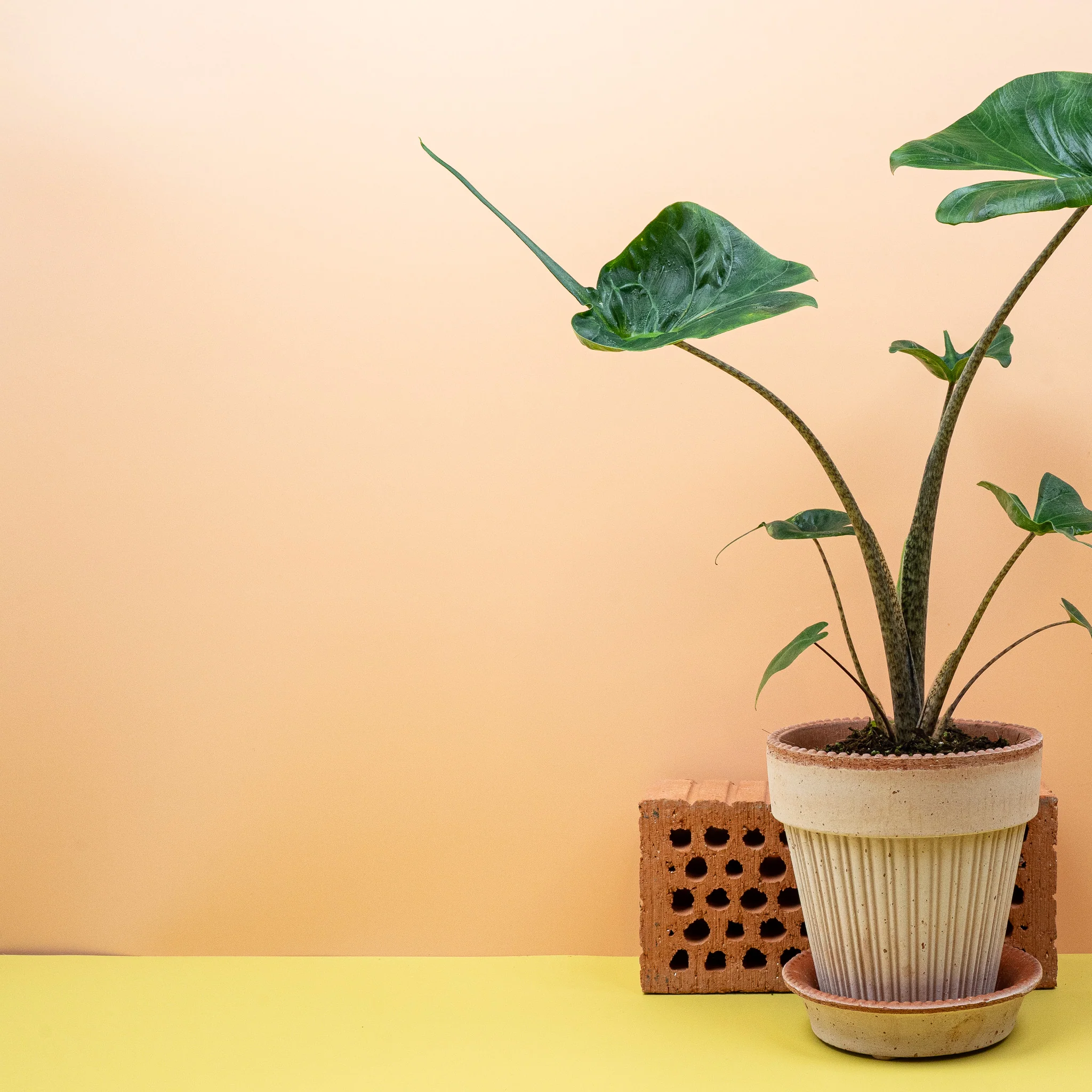 ALOCASIA STINGRAY - Image 2