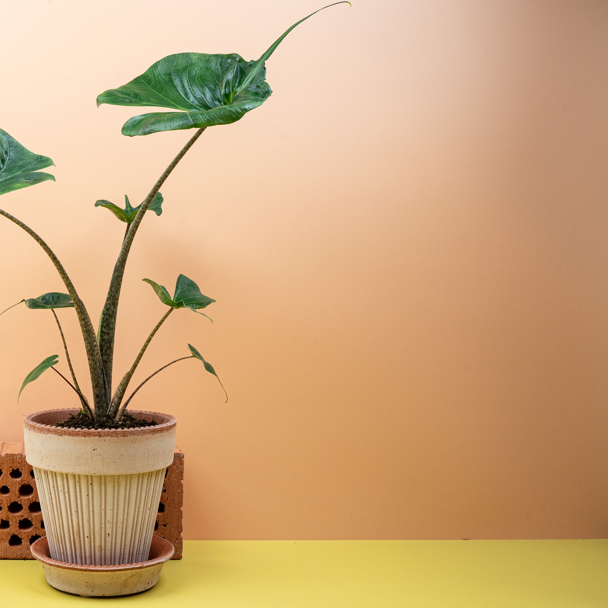 ALOCASIA STINGRAY - Image 3
