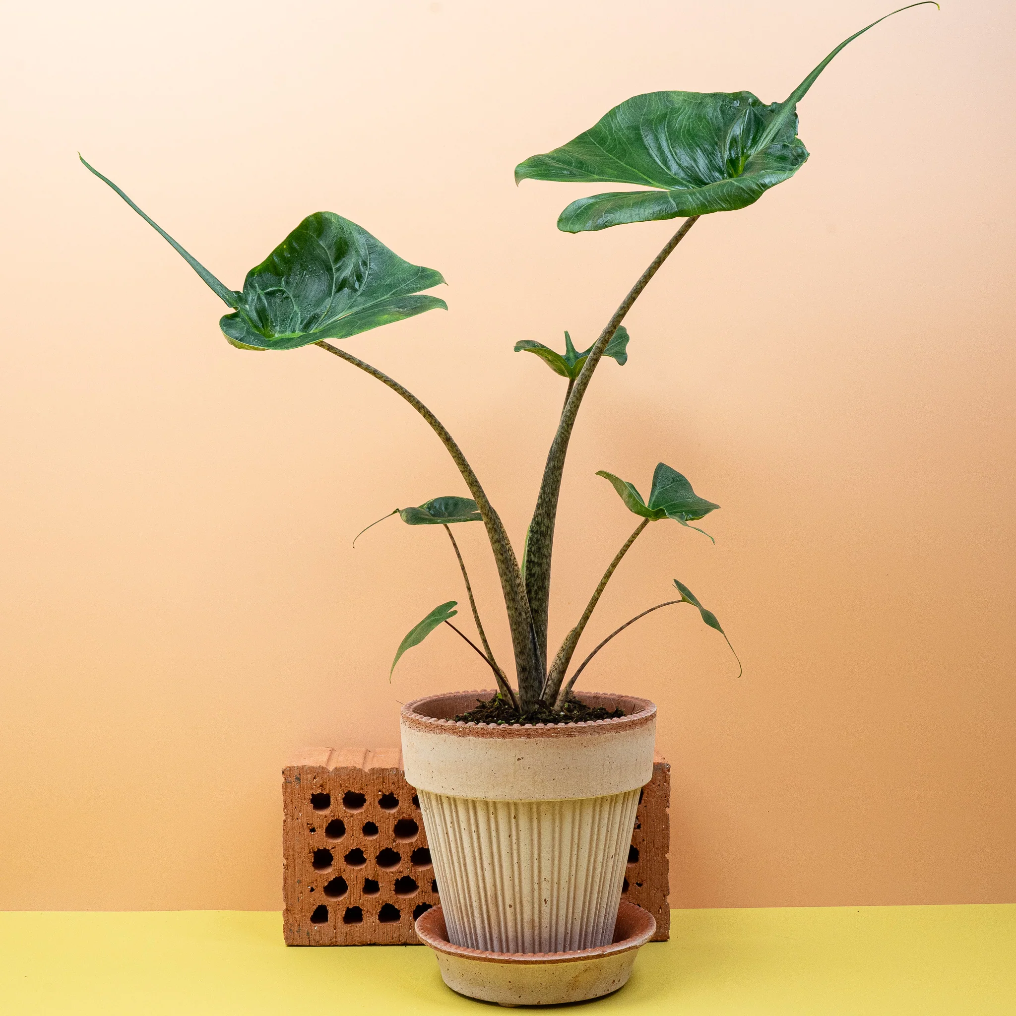 ALOCASIA STINGRAY - Image 4