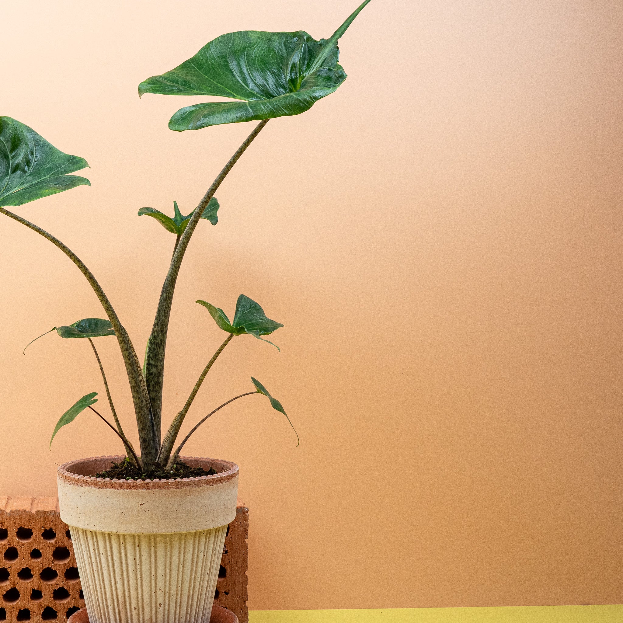 ALOCASIA STINGRAY - Image 5