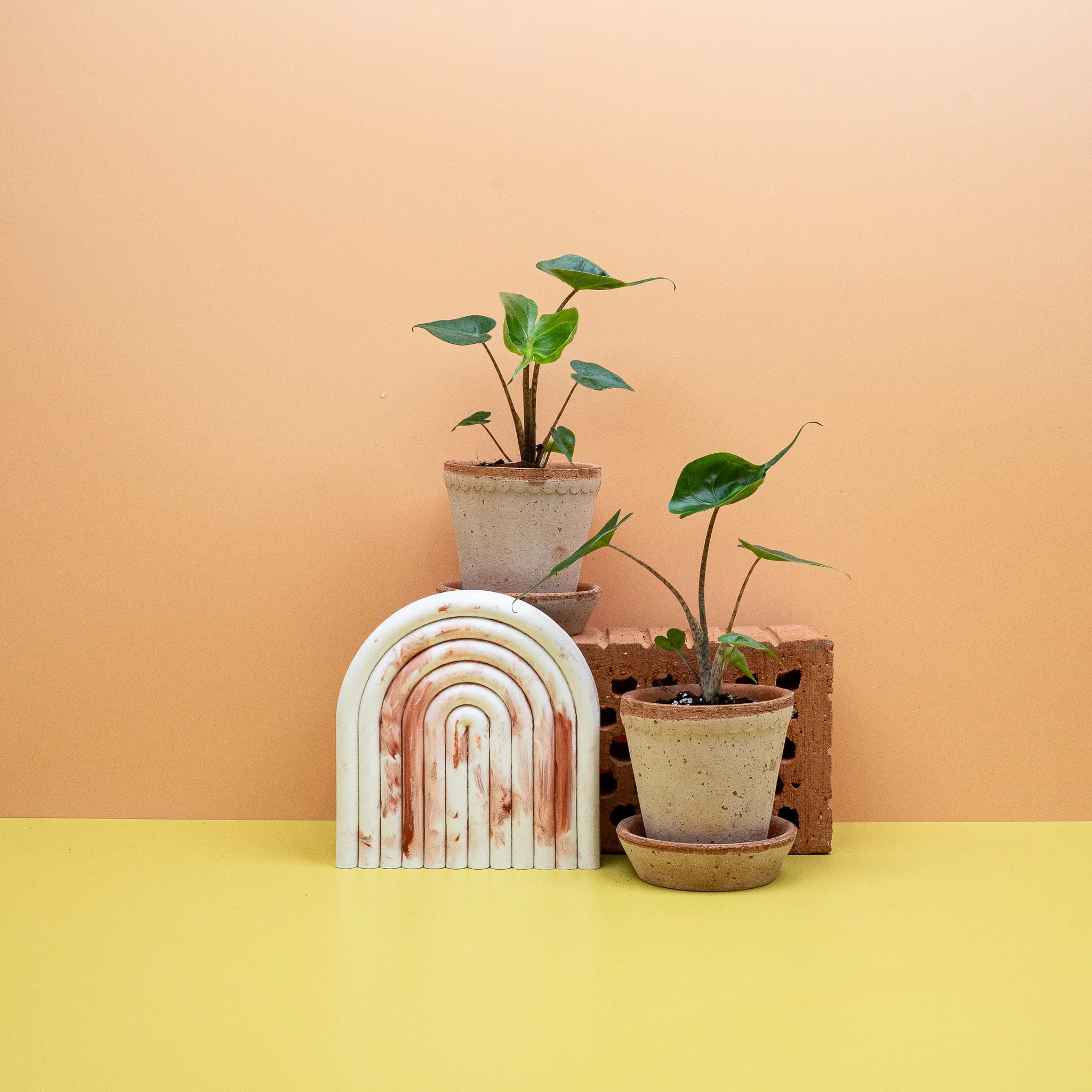 ALOCASIA STINGRAY - Image 6