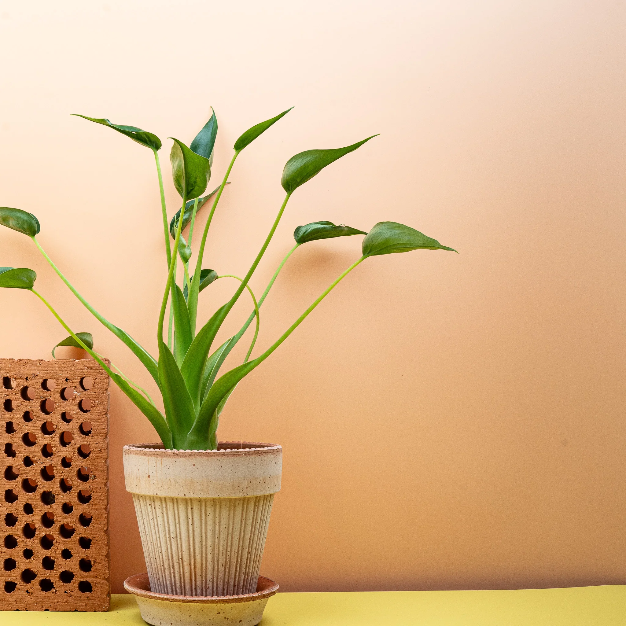 ALOCASIA TINY DANCER - Image 2