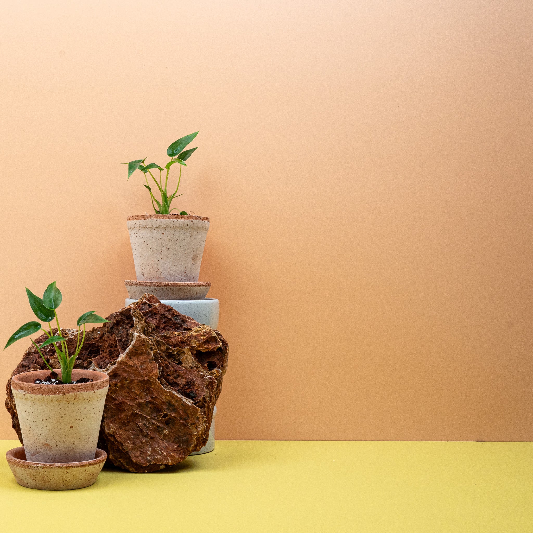 ALOCASIA TINY DANCER - Image 7