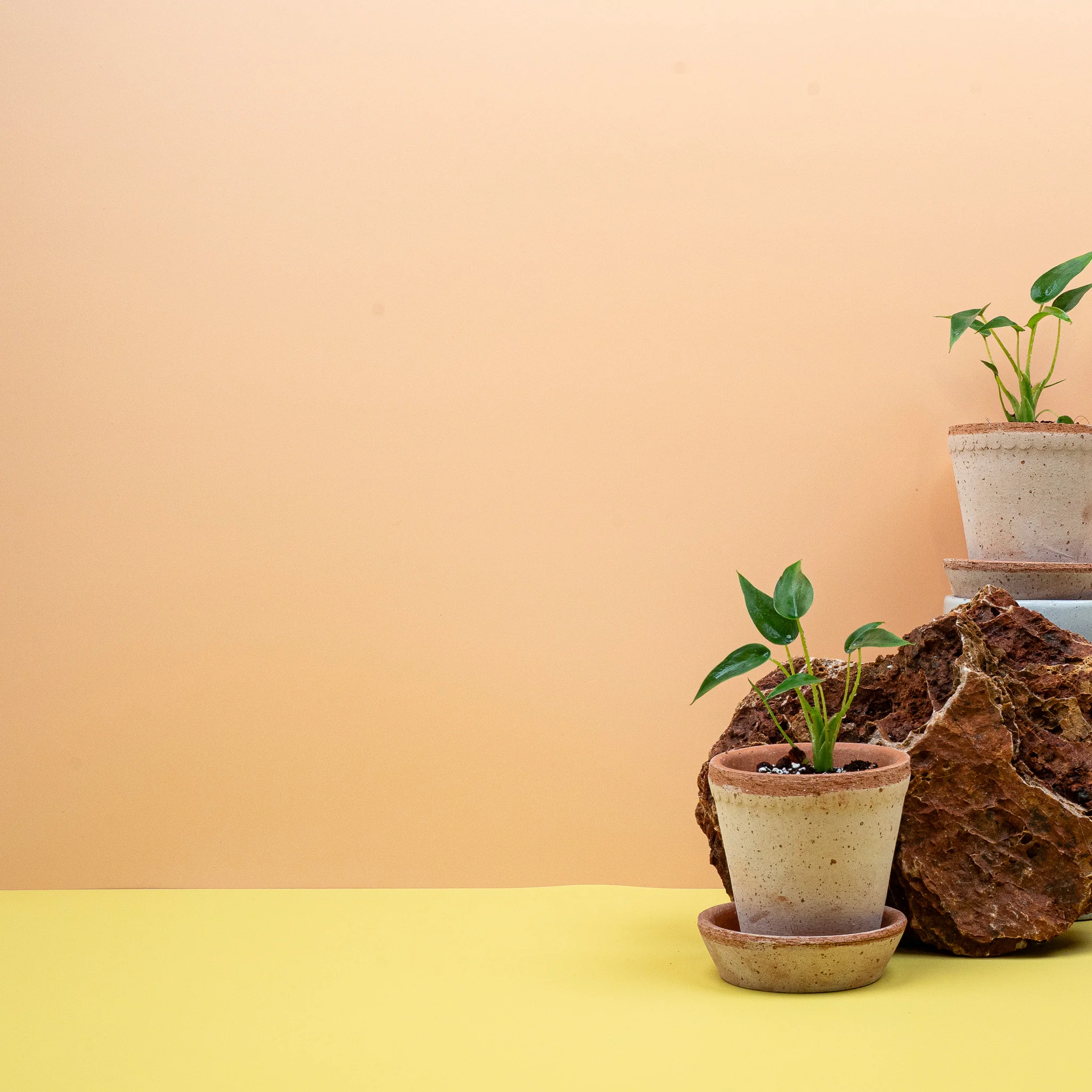 ALOCASIA TINY DANCER - Image 8