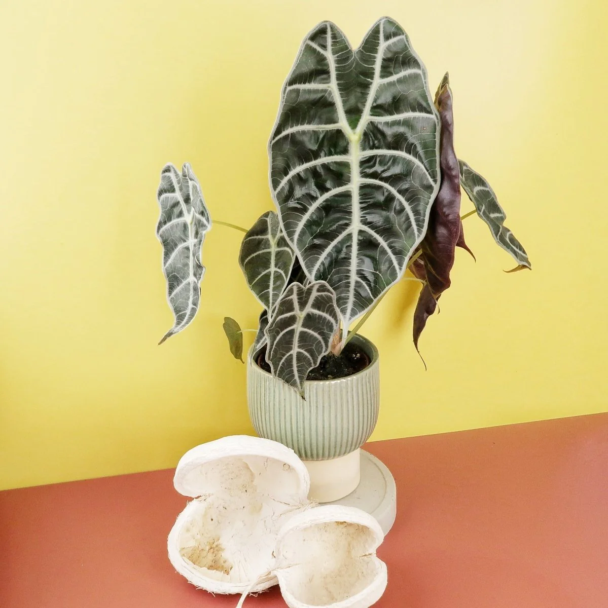 ALOCASIA WATSONIANA - Image 4