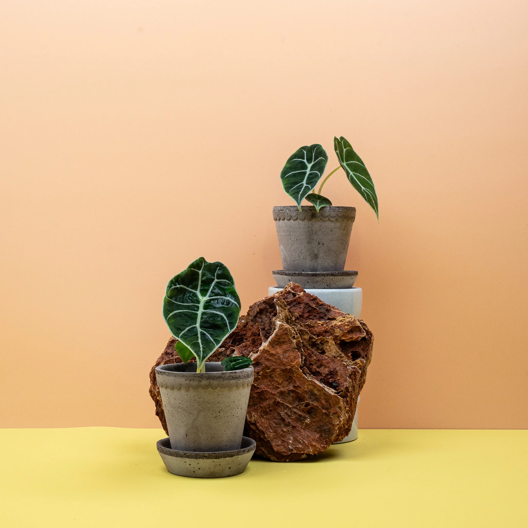 ALOCASIA WATSONIANA - Image 8