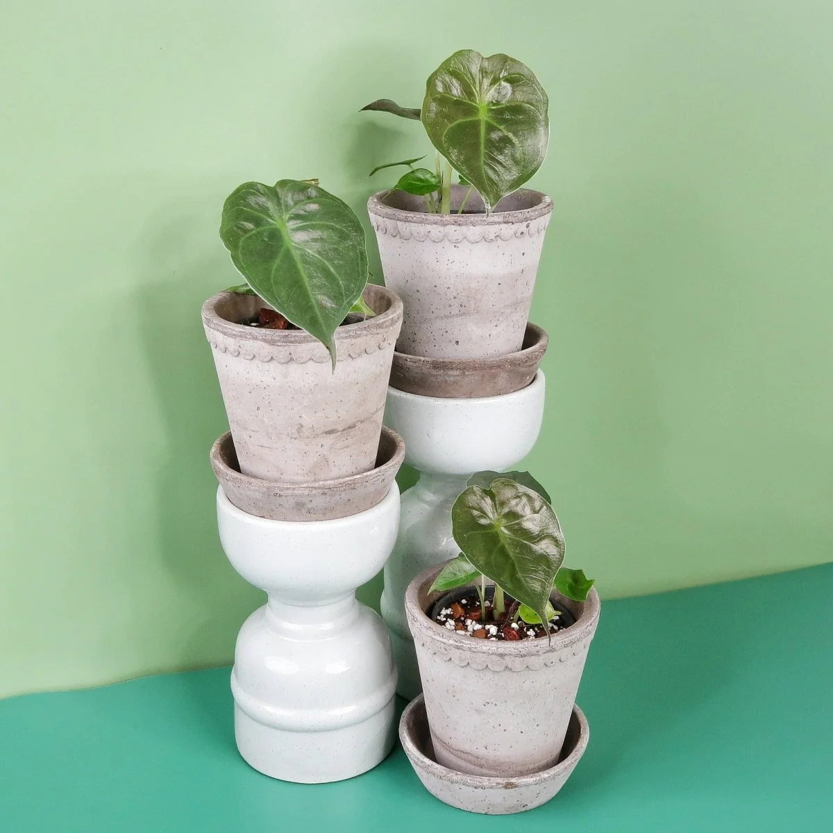 ALOCASIA WENTII - Image 10