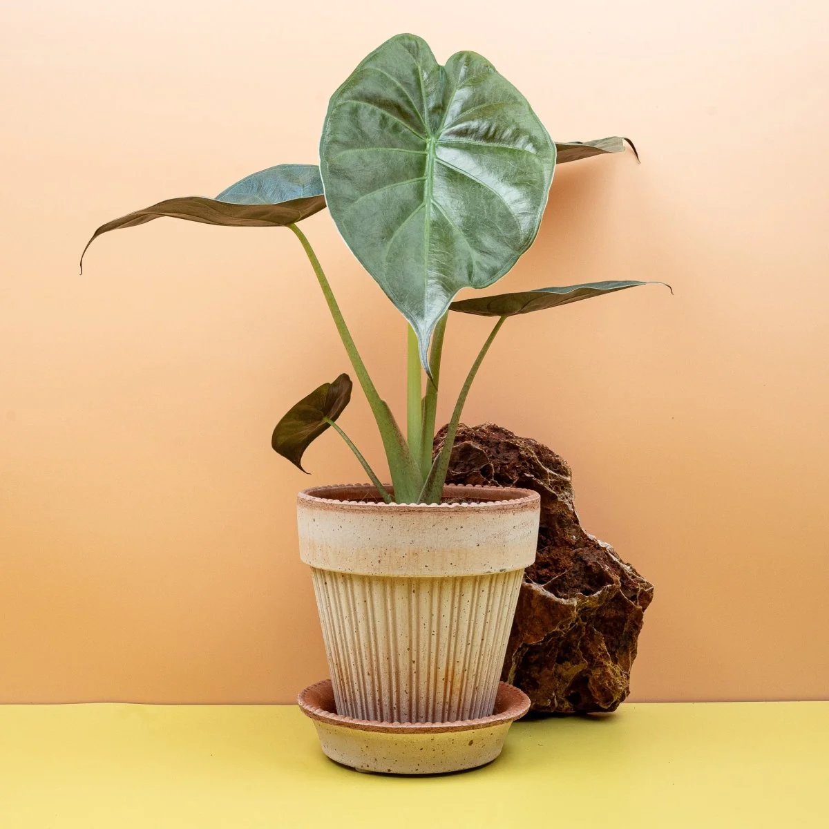 ALOCASIA WENTII - Image 2