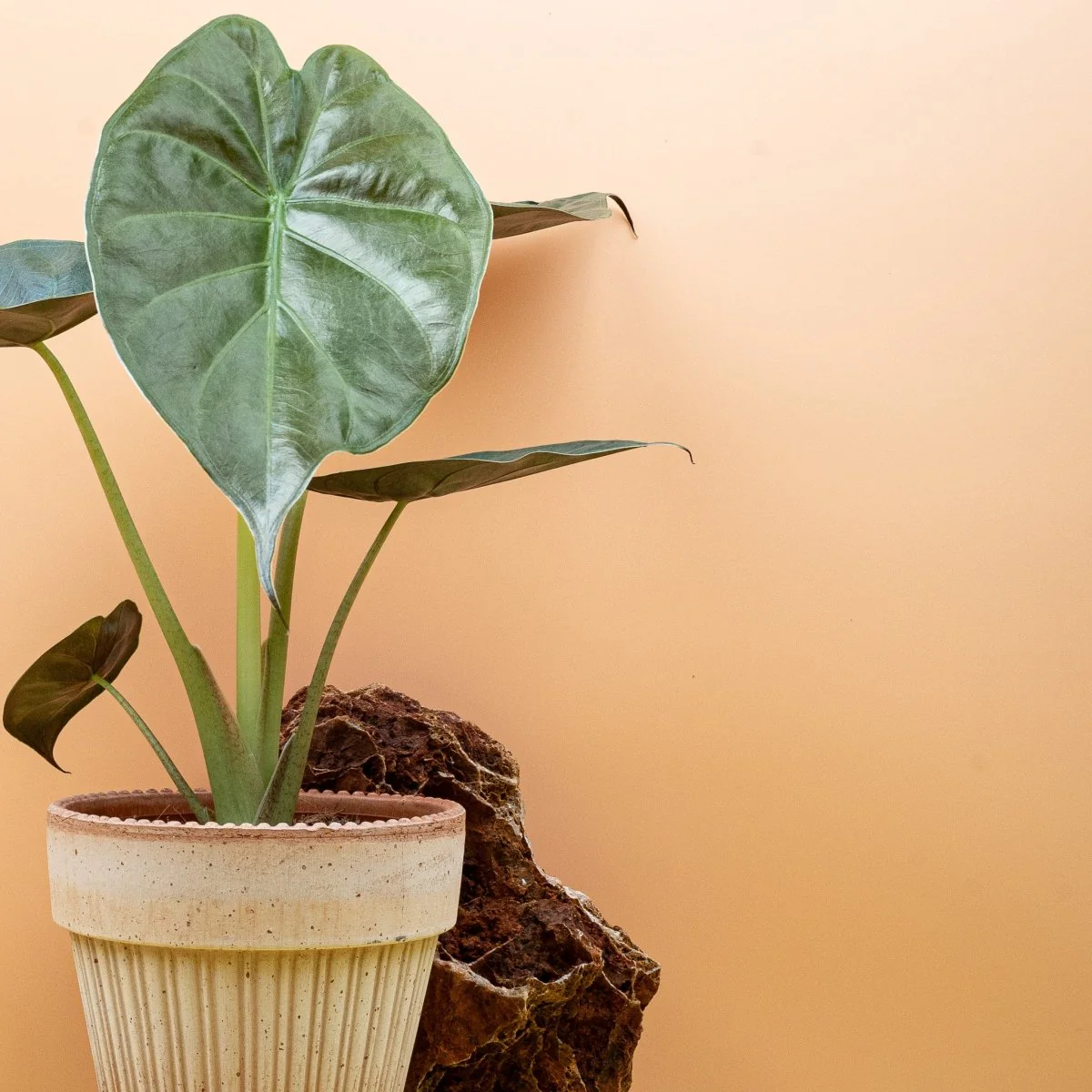 ALOCASIA WENTII - Image 5