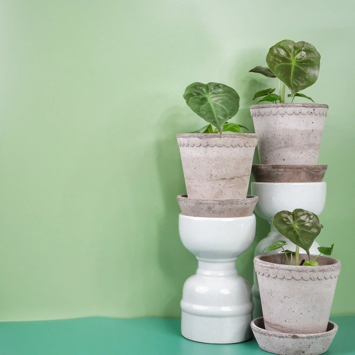 ALOCASIA WENTII - Image 7